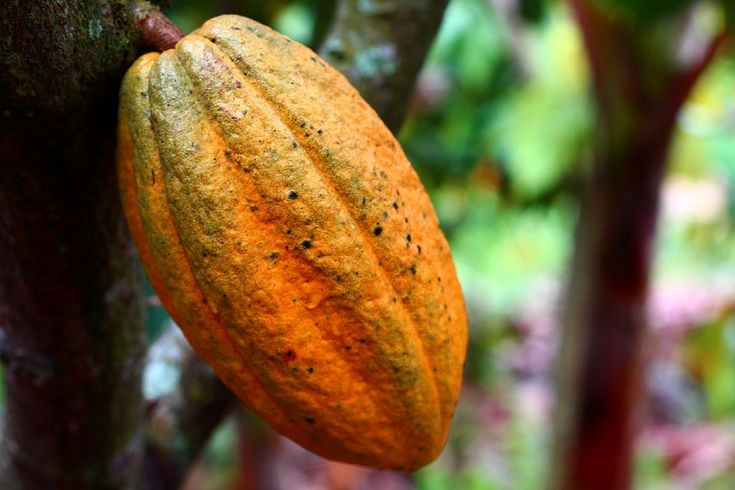 Cocoa Harvest Season